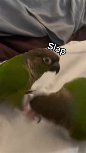Hilarious Bird Moments: Conures in Action