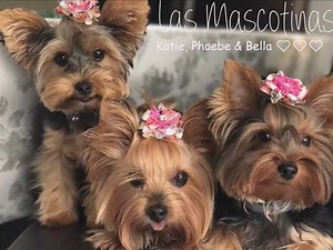 Good Morning everyone. Today's Yorkies Care Video No. 1 📽️ ~ Eileen The video is also available on our Yorkies Care Website: http://yorkiescare.com/video-gallery/ | Yorkies Care