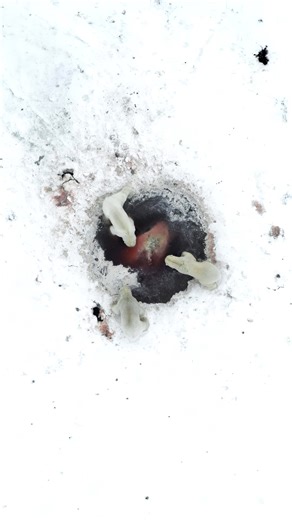 POLAR BEARS FEEDING ON A WHALE • Two miles out on the frozen Arctic Ocean, I stumbled into this scene. A reminder that survival out here is all about maximizing your opportunities. This mother and her two cubs broke through the ice the pull a bowhead whale to the surface so they could eat. • ‼️ DISCLAIMER ‼️ All wildlife was filmed in accordance with NOAA Fisheries’ marine mammal viewing guidelines. I maintained a distance of 1,000 feet at all times using a drone equipped with a laser range find