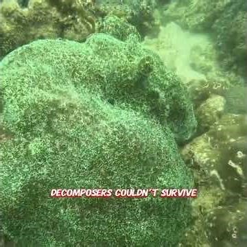 How Oil Is Formed… in a Song 🎶🛢️ (You’ll Remember This)