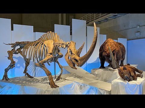 国立科学博物館「化石ハンター展 ～ゴビ砂漠の恐竜とヒマラヤの超大型獣～」