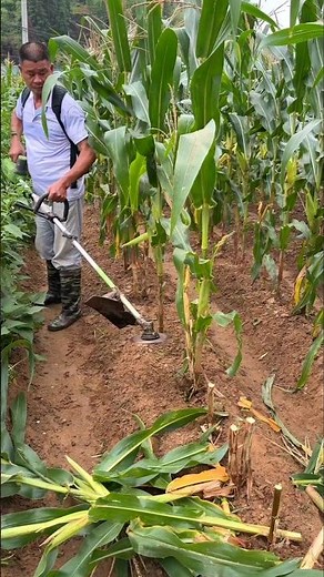 Clearing Fields Fast Using a Gas Powered Brush Cutter