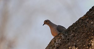 Shrinking North American bird population is getting worse faster. Experts blame agriculture, warming
