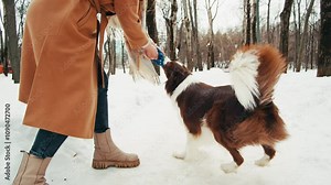 Border collie execute some commands in the park. Dog pet making a command, training new commands with owner. Portrait of a The Border Collie a British breed of herding dog of the collie type