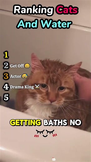 Ranking Cats and Water