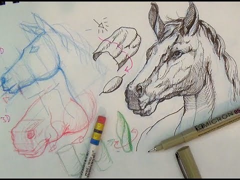 Pen and Ink Drawing Tutorials | How to draw a horse portrait