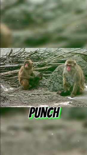 JUSTICE served to PUNCH bully! ATTACKED by mother! #punch #パンチくん #short #viral #shorts #fyp パンチ君 パンチ