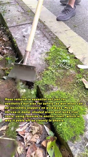 Scraping Moss Off Concrete Edge