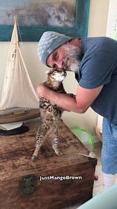 7.5M views · 173K reactions | A glimpse into a Mango cuddle fest , how can do much love fit into such a tiny cat body !? | Just Mango Brown | Facebook