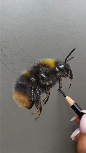 Drawing a realistic Bumble Bee in Coloured Pencil ✍🏼 #drawing #realisticdrawing #howtodraw