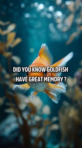 Goldfish Have AMAZING Memory?! 😱🐟🧠