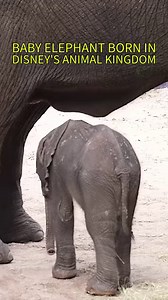 11K views · 371 reactions | For the first time in seven years, an African elephant calf has been born at Disney’s Animal Kingdom | Chip and Company | Facebook