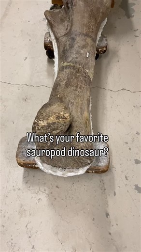 A collection of large sauropod limb bones at the Field Museum taken during our interview with paleontologist Dr. Jingmai O’Connor. #whydinosaurs #dinosaurs #jurassicpark #jurassicworld #sauropod #brachiosaurus #apatosaurus #diplodocus #fossils #paleontology | WHY DINOSAURS?