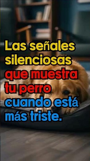 Las señales silenciosas que muestra tu perro cuando está más triste. #perro #comportamientoperro