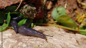 Close up of two black slugs creeping together in line, on top of rock, slow motion