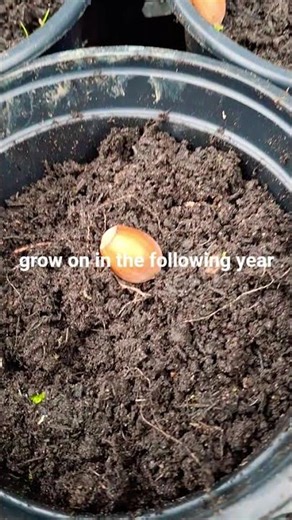 Planting Hazelnuts