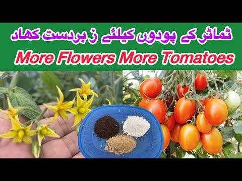 The best organic fertilizers for tomatoes