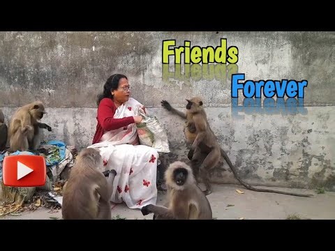Friends Forever | Monkey Love | Animal Lover | Monkey feeding | Monkey Kids | Unconditional Love