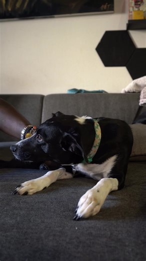 Pet-Friendly Soy Candles for Your Furry Friends