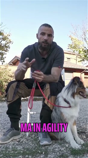 Cani Agili per Antidroga e Agility: Caratteristiche Uniche #shorts
