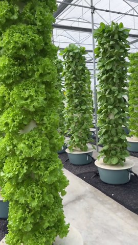 King Tower Farm modern vertical farming