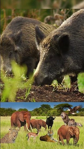 Ferocious Lion Attacks Wild Boar in the African Wilderness #LionAttack #WildBoar #LionVsBoar
