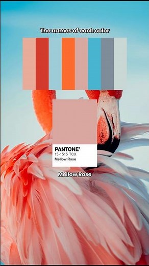 Stunning Pink Flamingo Wallpaper & Its Hidden Color Palette #colortheory #colorpalette #satisfying