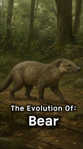Evolution of the Bear 🐻🧬
