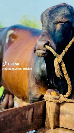 Washing a Large Brown Cow: A Relaxing Experience