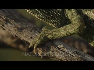 Close up of Chameleon feet as it climbs up a tree branch