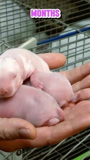 How Fast Do Rabbits Reproduce? 🐰📈