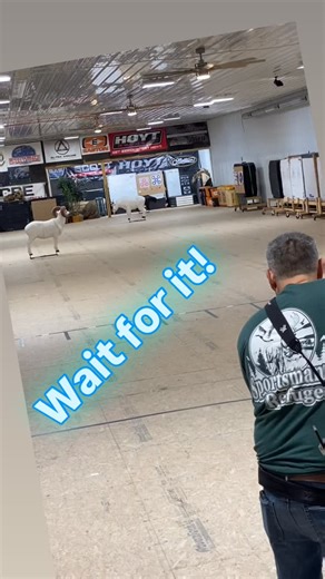 Third week in a row at the Sportsman’s Refuge indoor 3D that Chuck Coffman “The Mad Man”, shooting his Elite VAROS, rises to the occasion nailing a final 14 to claim Hunter Class 1st place! Great shooting and what a blast seeing these folks so competitive yet so supportive of their opponents. #sportsmansrefuge #elitearchery #elitevaros #3darchery | Sportsman's Refuge