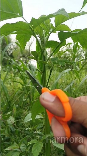How Trimming Guar Plants Boosts Growth | Cyamopsis Farming Tips | Farmora