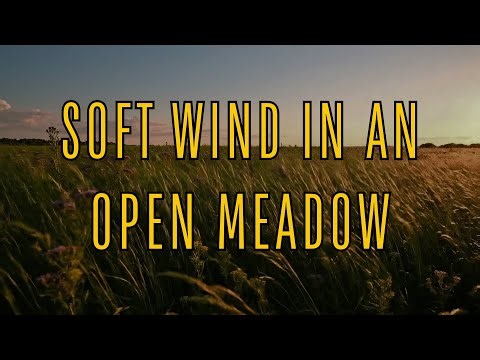 Soft Wind in an Open Meadow White Noise | Gentle Nature Sounds for Calm, Relaxation & Sleep