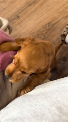 Le chiot cocker spaniel qui fait fondre les cœurs