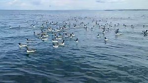 Gower Coast Adventures on Reels