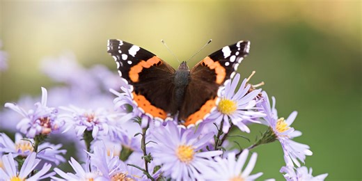 The Big Butterfly Count 2025: How to get involved with this year's hunt