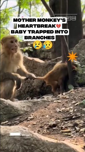Mother Monkey's Heartbreak 💔 | Baby Trapped Between Branches #animalfacts #monkey