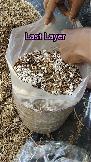 How Spawning in Mushroom bag #mushroomfarming