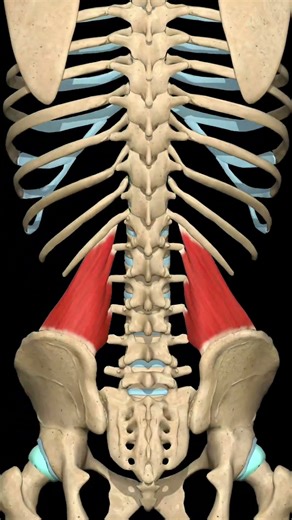 Quadratus Lumborum Muscle: Role in Inspiration | 3D Anatomy