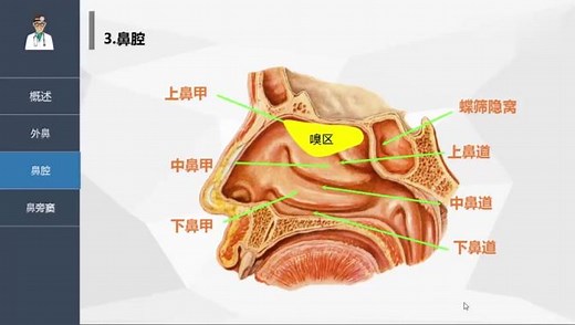 解剖学入门4在线播放，解剖学基础-鼻