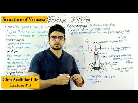 Structure of bacteriophage