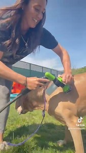 **SIMBA NEEDS A HOME** Simba #20-385, female. Arrived 10/14/2020 at 5 years old. *Simba has been declared a dangerous dog (her case is dog on dog) by the NY state court system. For more information please call and speak with adoption staff. 631-643-9270 *video by Alyssa K.! | Babylon Animal Shelter
