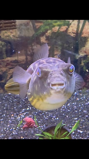 35 reactions · 24 comments | Puffy my fahaka puffer fish  | Audalina Moffitt | Facebook