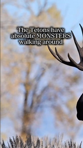 Some of the BIGGEST Moose I’ve ever seen in America (besides Alaska) have been in the Grand Tetons.