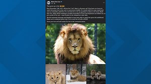 Jabari the lion finds new home at Chicago zoo