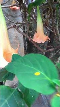 THE DEADLY TOXIC BEAUTY Angel's Trumpet (Brugmansia suaveolens)