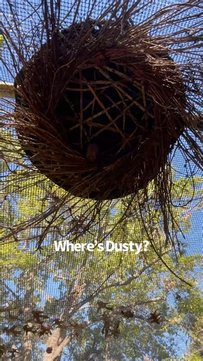 3.4K views · 185 reactions | Bats sense that shadows are deepest on the edge of a bright sky. . #tricoloredbat #austinbat #darkestbeforethedawn | Austin Bat Refuge | Facebook