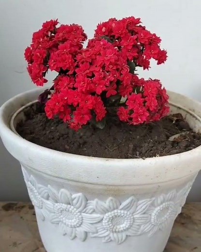 #shorts # Top 10 Colour Varieties Kalanchoe Plants