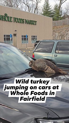 DoingItLocal.com on Reels